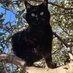 🇨🇵 Le chat (@lemistigrinoir) Twitter profile photo 🇨🇵 Le chat (@lemistigrinoir) Twitter profile photo