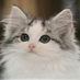 Twitter 프로필 이미지