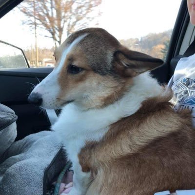 artcommentary's profile picture. a semi-satirical commentary on art music in our times 🧐