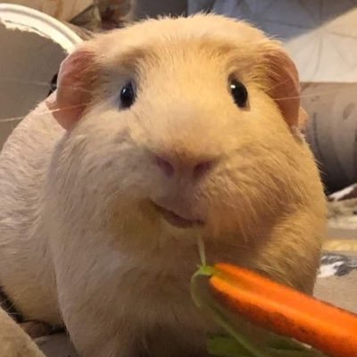 shabingbangg's profile picture. 