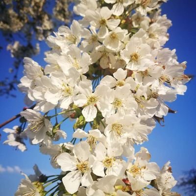 Cherrytree1310's profile picture. Mensch, Mutter, Oma - Angst vor der Klimakatastrophe aber immer noch etwas Hoffnung
@cherrytree1310.bsky.social