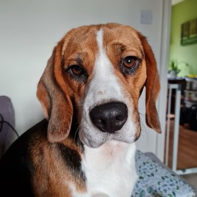 2 year old beagle living in Leeds