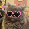 lubenika's profile picture. Amante del buen cine.  Lovecat.
