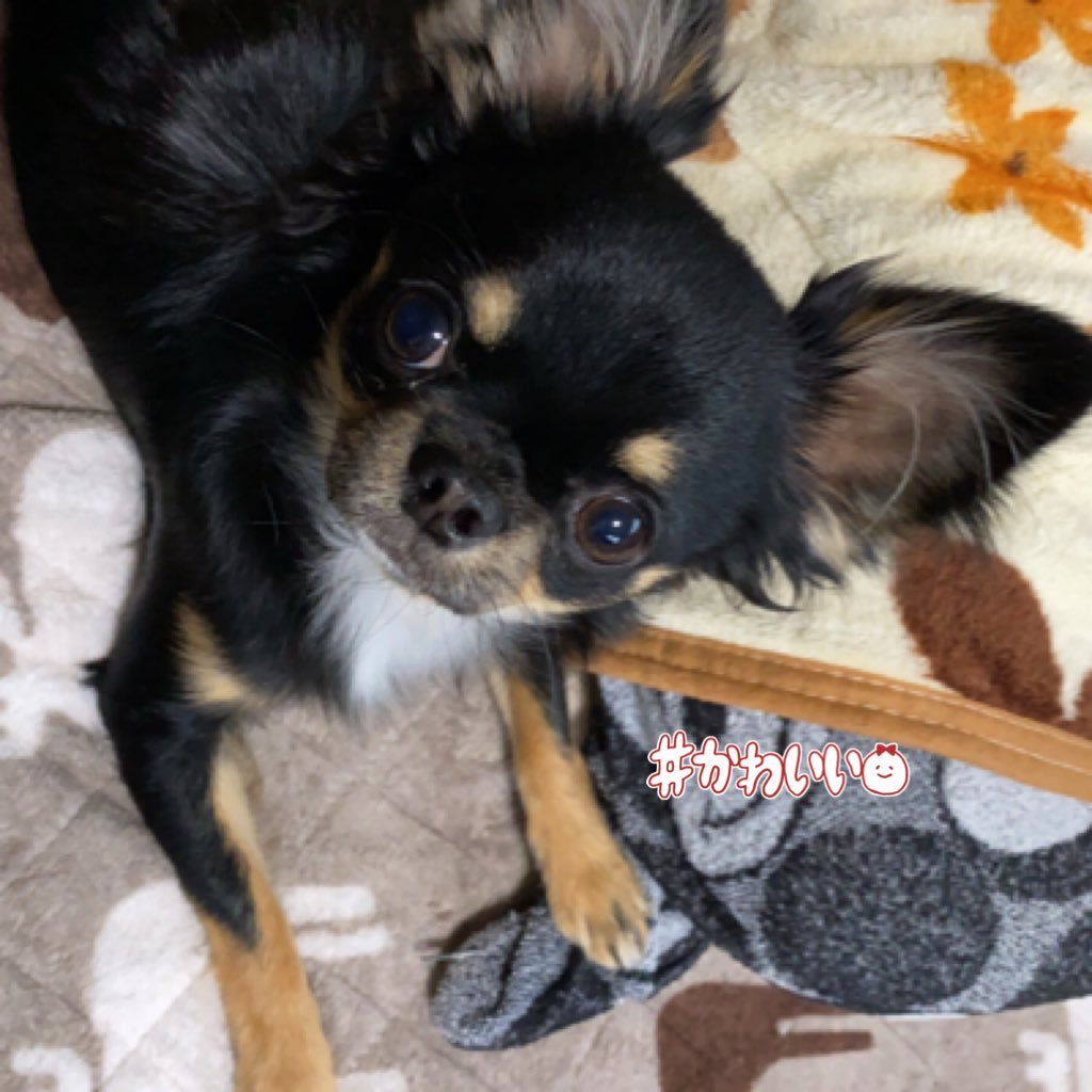 slowyandhiroshi's profile picture. 愛犬スローウィーとの日常をポツポツやっていきたいです！ 2020年12月21日生まれ⋆⸜❦⸝⋆ 2021年5月2日に我が家にきました！