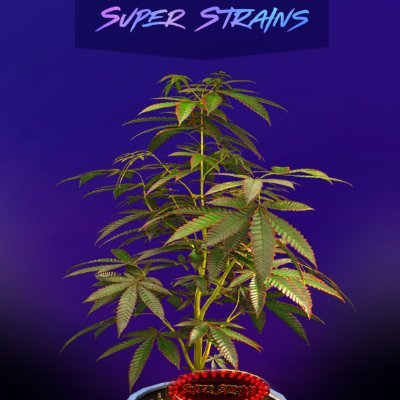 42,000 genesis Super Strains? No, 42,000 cannabis and NFT enthusiasts

0.01420 ETH Mint

Come grow with us. 

Discord: https://t.co/Qup67ApRNh