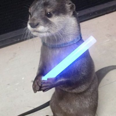 OtterWanKenobi