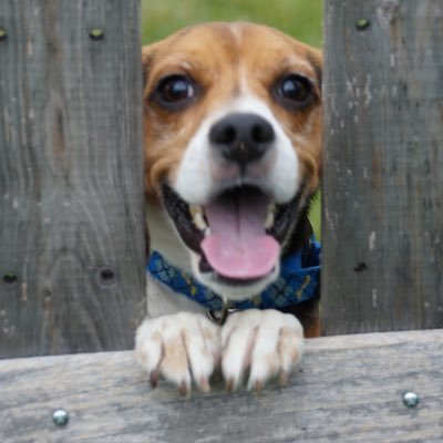 🐶愛犬ビーグル⚽️🔴⚫️コンサドーレ🏳ゲーフラ横断幕作り⚽️家様会札幌支部⚽️🎮ゲーム🎸左利きギター🔨日曜大工😎おっさんなので、こちらから極力フォローはしません。但しフォロー返しはさせてもらいます。宣伝ゼロ投稿などは返しません