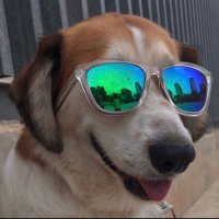 Tayson (@haimcoh87202897) 's Twitter Profile Photo