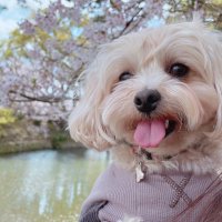 モナカの成長日記🐾 (@monacakun) 's Twitter Profile Photo モナカの成長日記🐾 (@monacakun) 's Twitter Profile Photo
