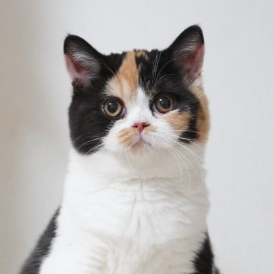 oage_cat Profile Picture