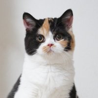 おあげ🍘 (@oage_cat) 's Twitter Profile