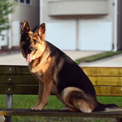 woofatility's profile picture. I’m just a happy dog, not financial advice