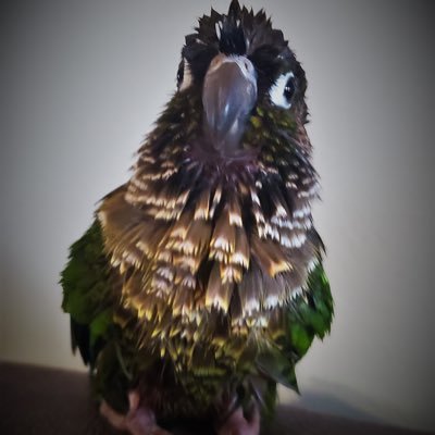 MsMartinCRHSsci's profile picture. A mad scientist who gets to teach at a great school.