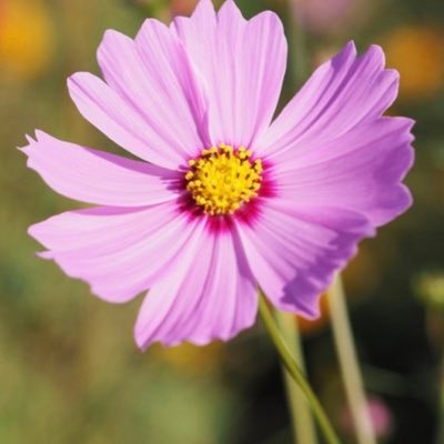 tarabibarati's profile picture. 🌱Nurse/Mom. Love good food, laughing, animals, backpacking, adventure, travel, reading, exercise, free speech, intelligent conversation and..my veggie garden🌱