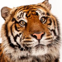 Tony The Tiger🎭👻 (@tonythetiger_tt) 's Twitter Profile