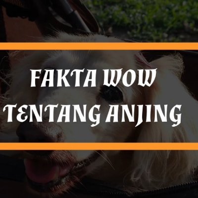 HealthyForma's profile picture. all about online marketing and hobbies,,,

keep on growing