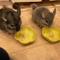 チラママ (@peter1_purin6) 's Twitter Profile