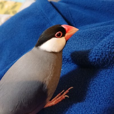 三重県
文鳥二羽のお世話係
Twitter🔰なので失礼があった時はすいません

ぶんちゃん 2015年5月10日お迎え
ふくちゃん 2019年5月19日お迎え