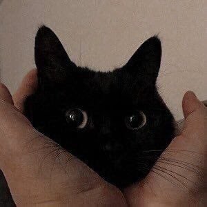 Serifuu's profile picture. 