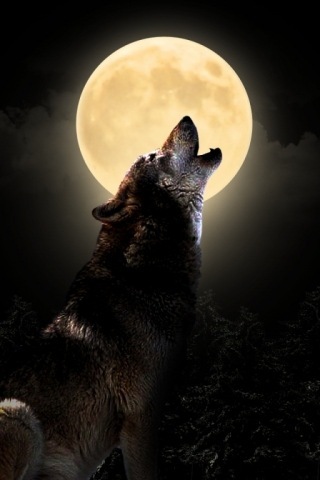 i'mma wolf actually!
