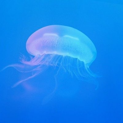 해파리さんのプロフィール画像