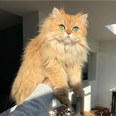 himz_0's profile picture.