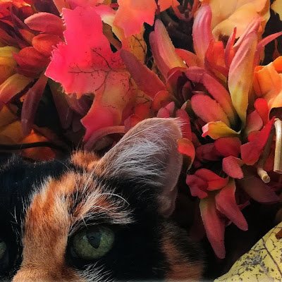 Gb_Missile's profile picture. You are not. You... You...