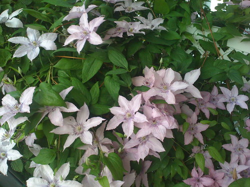 bratschenfan's profile picture. 