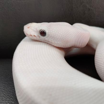 sciencefarm_rep's profile picture. 茨城県土浦市で爬虫類の販売しています🐍💫
茨城県第3225号
土浦市桜町4-3-23
植物や冷凍マウスもHPから販売中です🪴🐁
営業時間：平日・13時～18時
　　　　　土日祝・13時～19時
定休日：月曜日
TEL：070-2632-2057