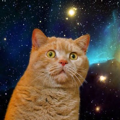 wasabi0805's profile picture. バロ垢です！ ヘッダーの超可愛い猫は実家の子で、御年15歳です！