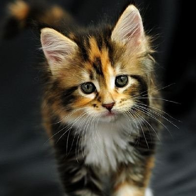 EricEri35's profile picture. Unapologetic and honest Always.
Exploring life one tweet at a time.
Sharing my thoughts on everything from culture to tech. 
If it’s new, I’m on it. 
astute 🐰.