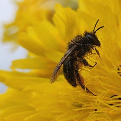 BeescanLab's profile picture. 