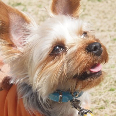 Noel_kainushi's profile picture. ヨークシャ・テリアの🐾ノエルくん🐾おバカで元気いっぱいな5歳の男の子🐶✨と！犬大好き飼い主(姉)です☺️💕※諸事情によりDMは返しませんのでご了承ください※