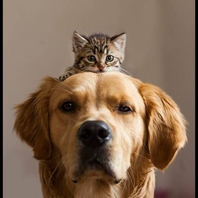 funny dogs and cat.Subscribe to our channel, link here 👉 https://t.co/ecpRXFv5AA