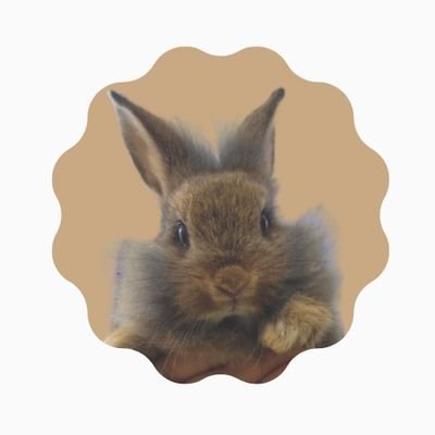 kohitherabbit's profile picture. This is Kohi the rabbit!🐰🟤
IG: kohitherabbit