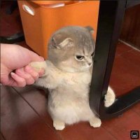 shii - tag me (@meowwins) 's Twitter Profile