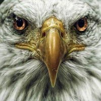 Pradeep Nesan (@nesanpradeep) 's Twitter Profile