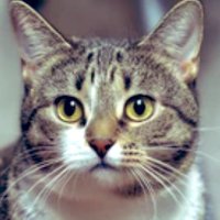 ありまー (@bc9rec) 's Twitter Profile