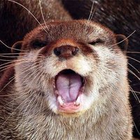 Wyrda🦦 (@anyotterstupid) 's Twitter Profile Photo