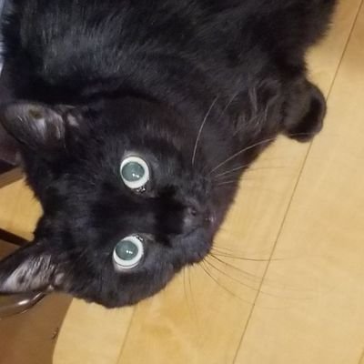 paparachiaX2X2's profile picture. 妄想に一生懸命です
(Aimerさんファンです｡FGOさんファンです｡)
#Aimer