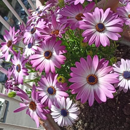 fumigatsrl's profile picture. Pest controler expertise