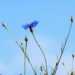 お茶とおやつと食器。アールグレイ好き。 子どものお昼寝中に飲むお茶が楽しみ。