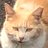 猫のアイコン