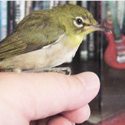 野鳥、猫、犬などの生き物か好きです。◉趣味 洋楽鑑賞(ヘビーメタル、ハードロック、ポップス、カンツォーネ、クラシック)、洋楽カラオケ、映画鑑賞、読書、写真(花、野鳥)、ドライブ、海外旅行、絵をかく🖼、政治／保守 自由民主主義