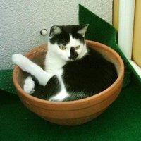 angieandcatstruelove💙🙏😻 (@12_men_my_hero) 's Twitter Profile Photo angieandcatstruelove💙🙏😻 (@12_men_my_hero) 's Twitter Profile Photo