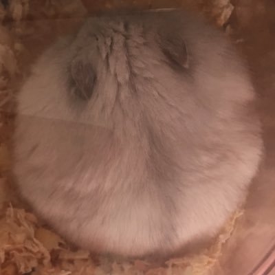 jenwilie's profile picture. 20↑ / 雑食 / 地雷なし/ 無言フォロー失礼します