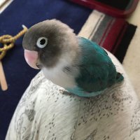 【まだ捜しています】青いボタンインコ📍茅ヶ崎市(@InkoBotan) 's Twitter Profile Photo