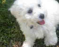 Little excerpts and and adventures into the life of Maddison the Bichon and her Mistress...