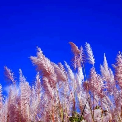 MDAbujarSheikh3's profile picture. I'm graphics designer.