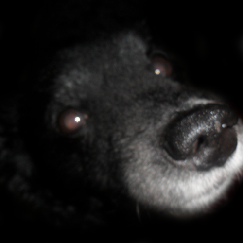 AleNoSeVale's profile picture.